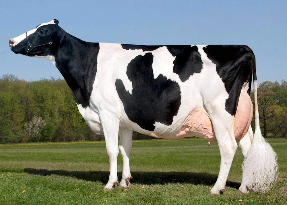 Holstein bulls