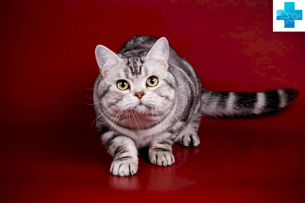 American Shorthair tabby cat breed