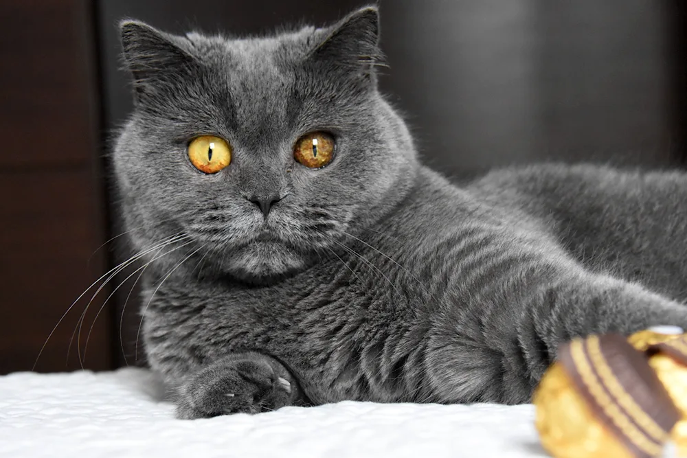 British Shorthair cat breed