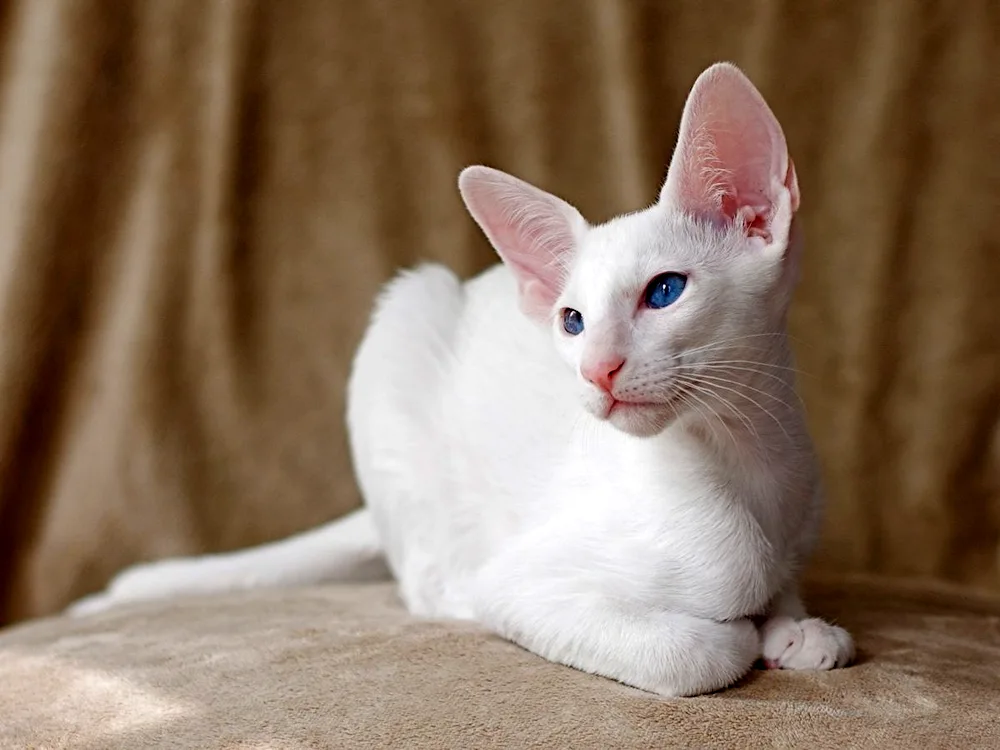 Turkish angora cat