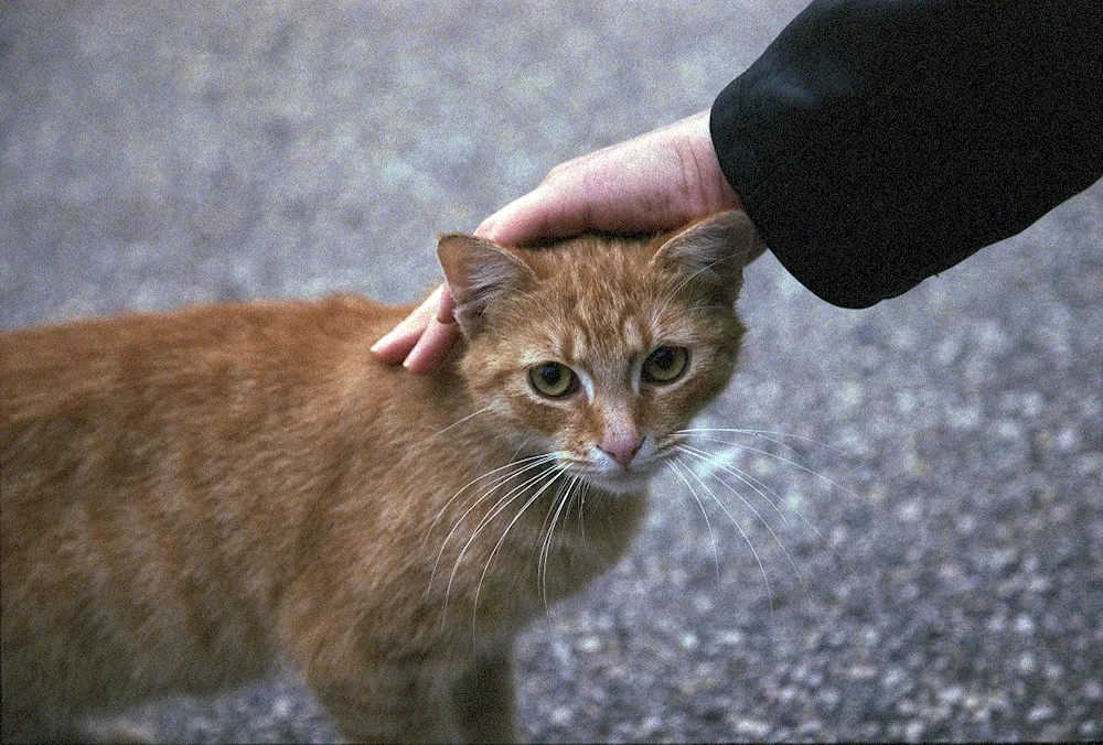 Pied Piper cat