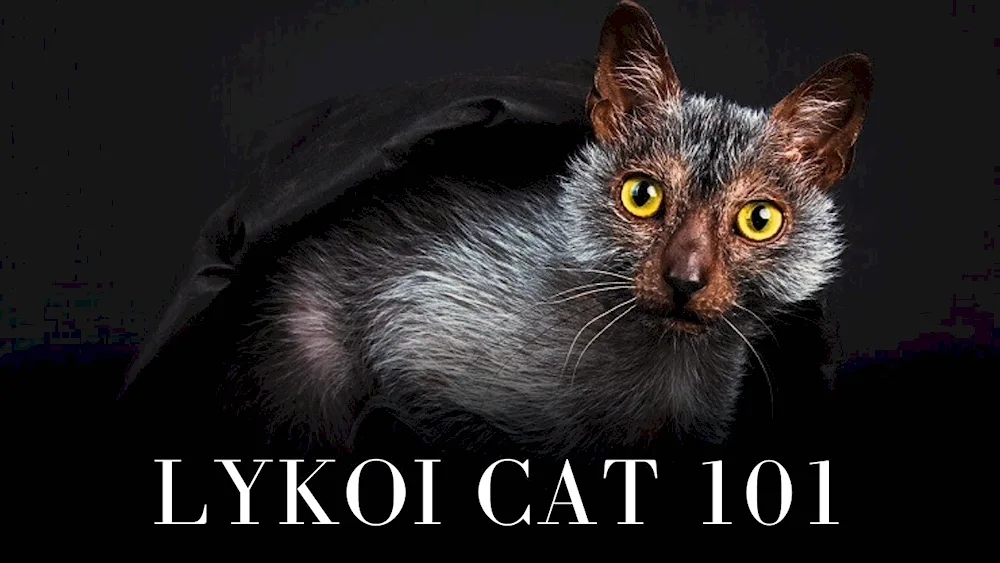 Cat breed Lycoi