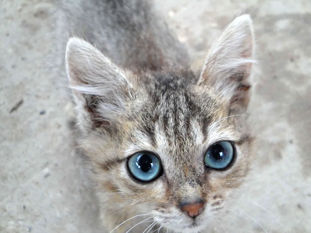 Ochos azules cat breed. Ozules