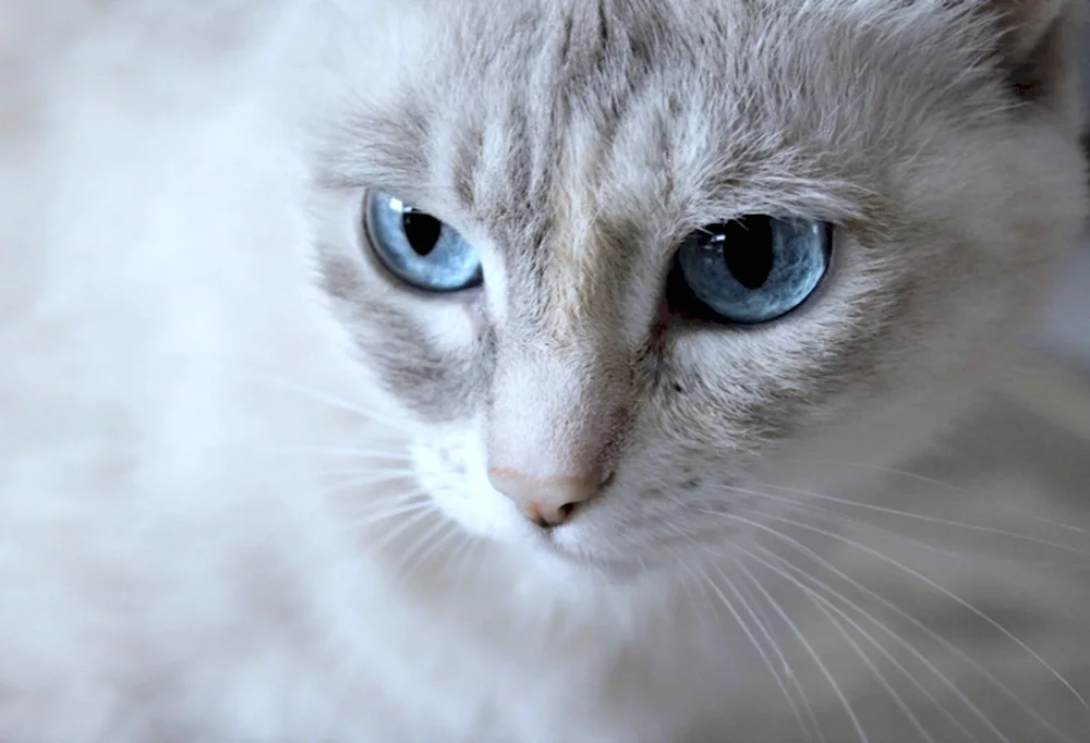 Russian Blue cat cat