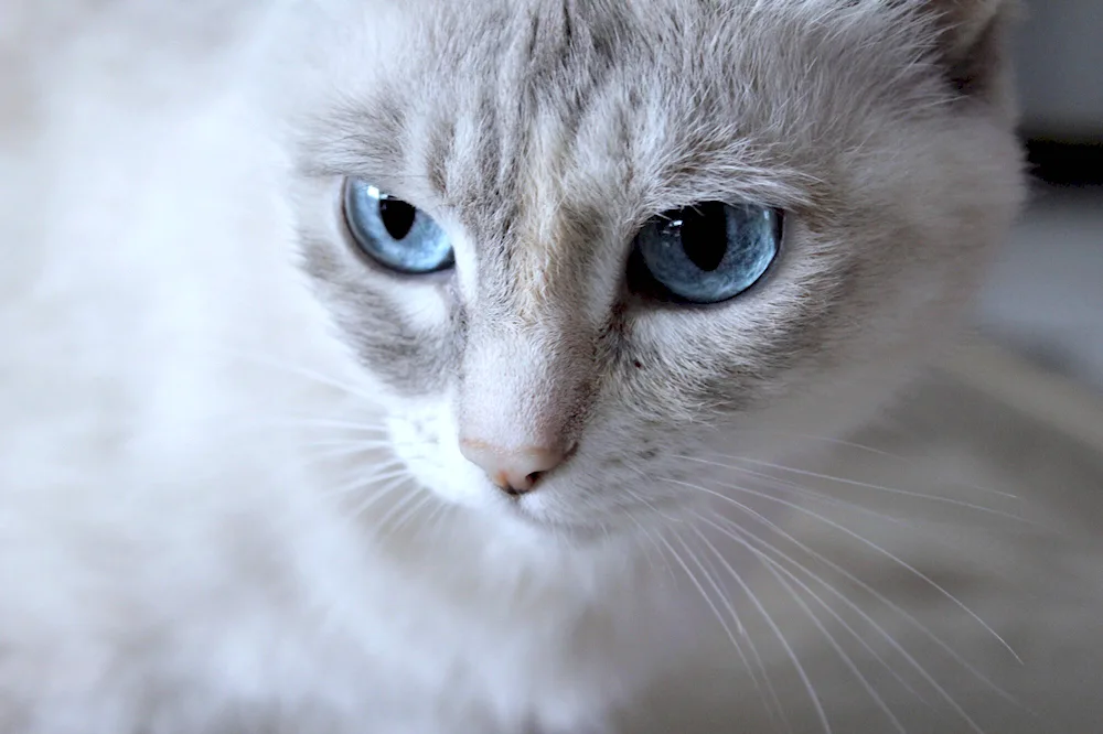 Ochos azules cat breed