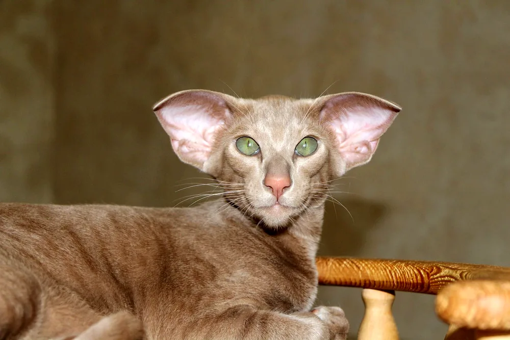 Siamese Oriental cat