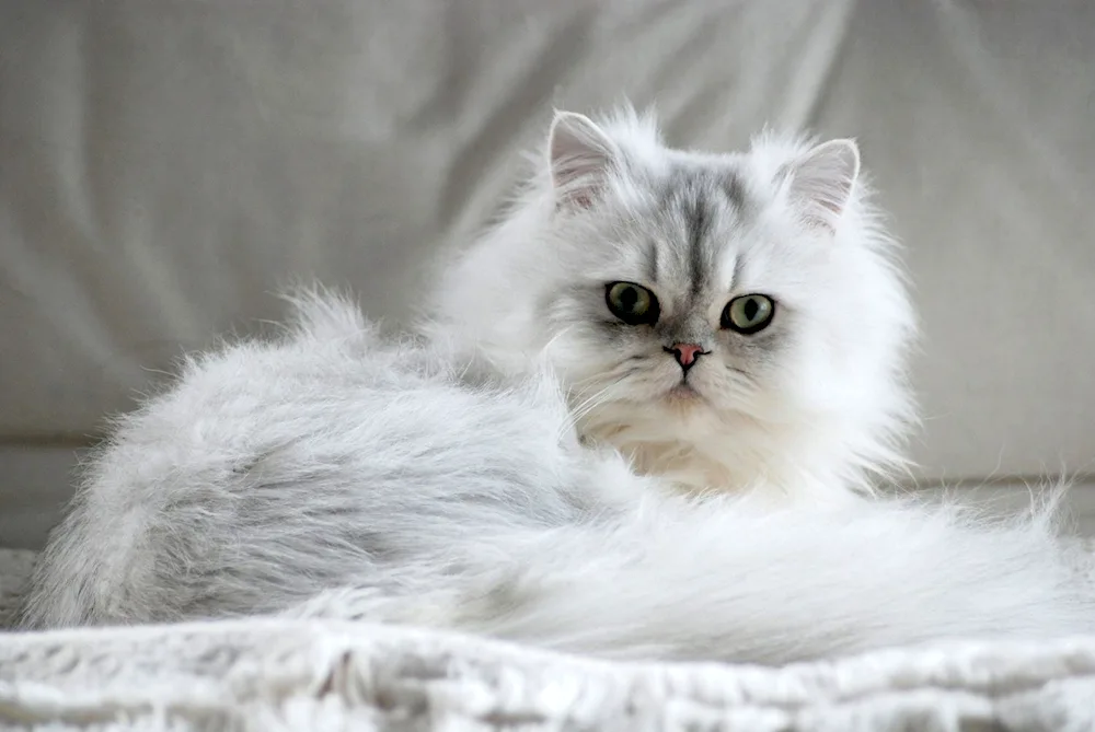 Persian cat White cat