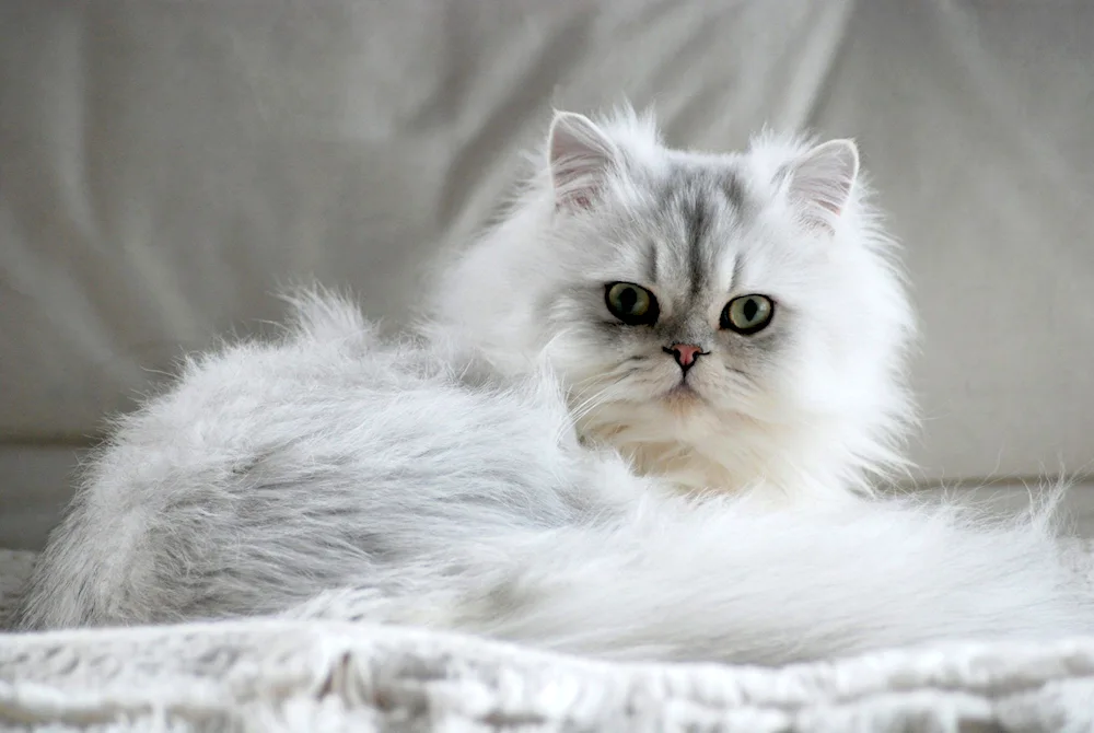 British Siberian chinchilla cat breed Persian Chinchilla