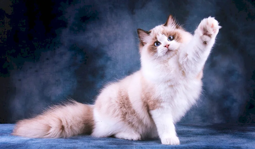 Ragdoll cat breed