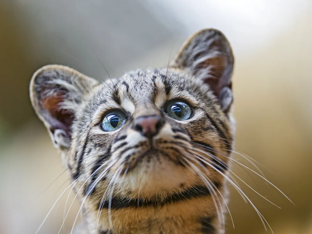 Barhan cat
