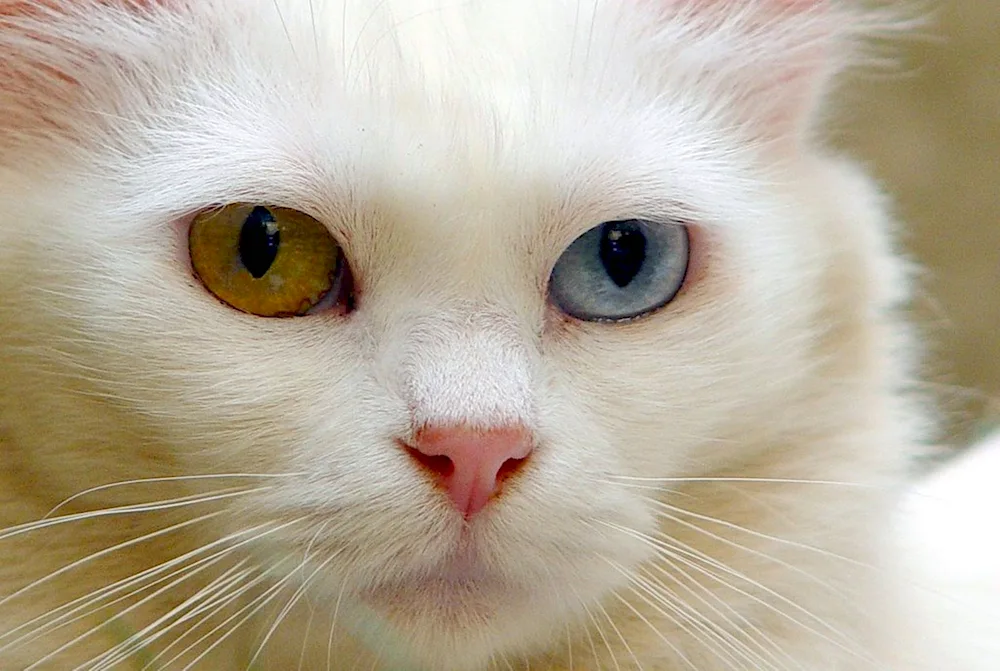 Van kedisi cat breed