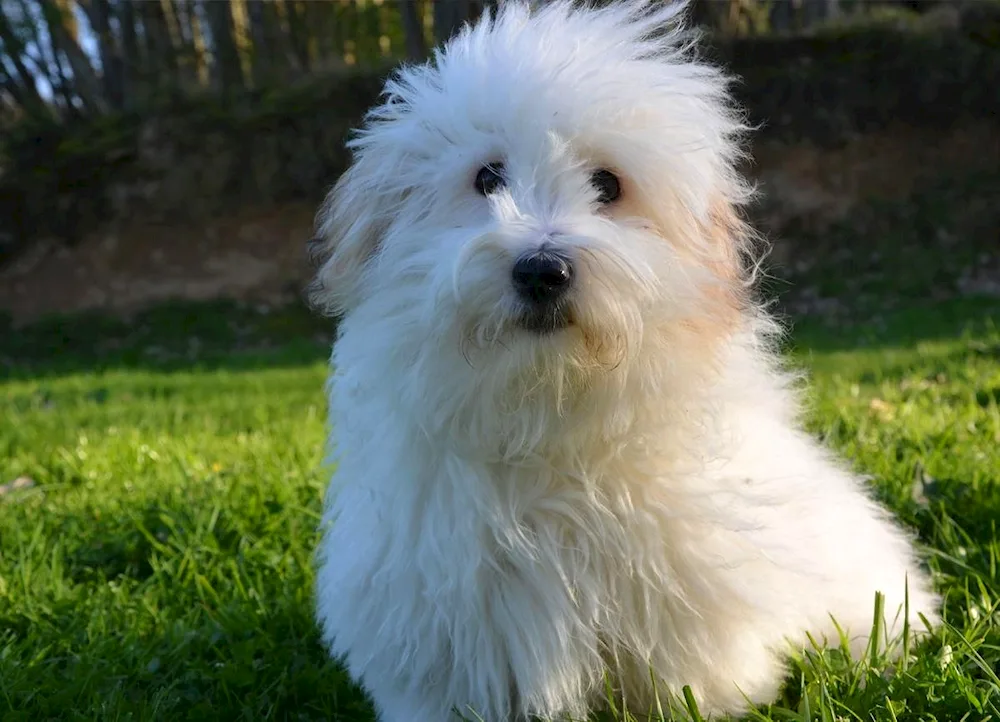 Coton de Tulear