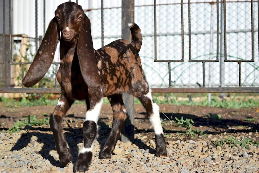 Gulabi goats