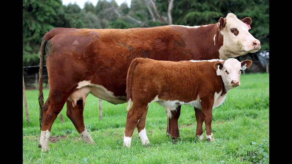 Simmental cattle breed