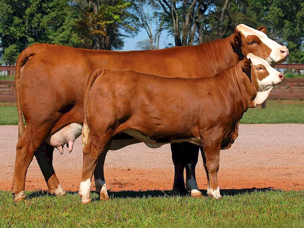 Limousin Simmental cattle breed