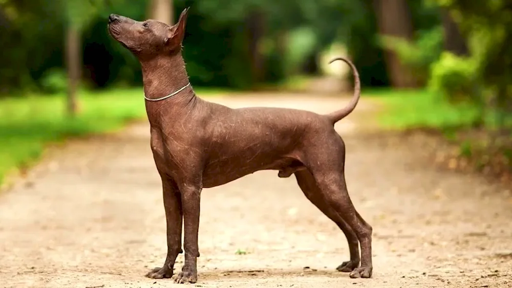 Mexican Xoloitzcuintli