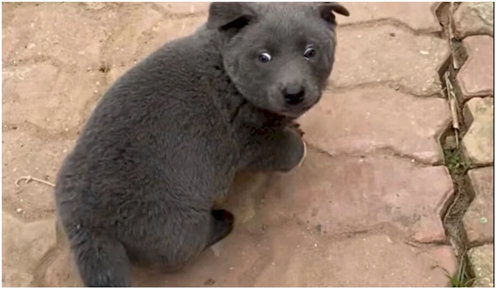 Australian Kettle Dog Australian Heeler