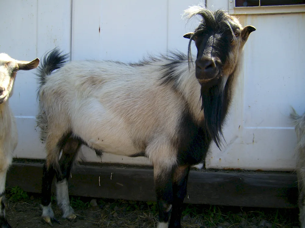 Lamancha goat breed