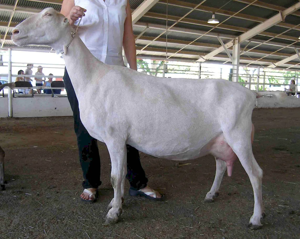 Lamancha goat breed