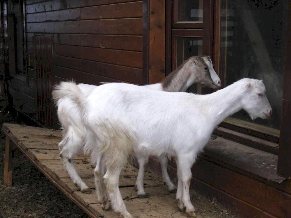 Lamancha goat breed