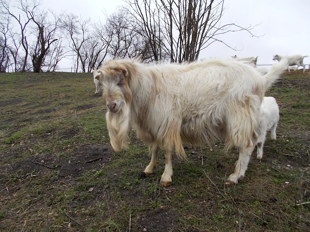 Angora goat breed