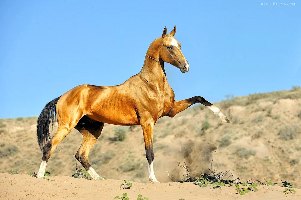 Akhaltekin horse breed