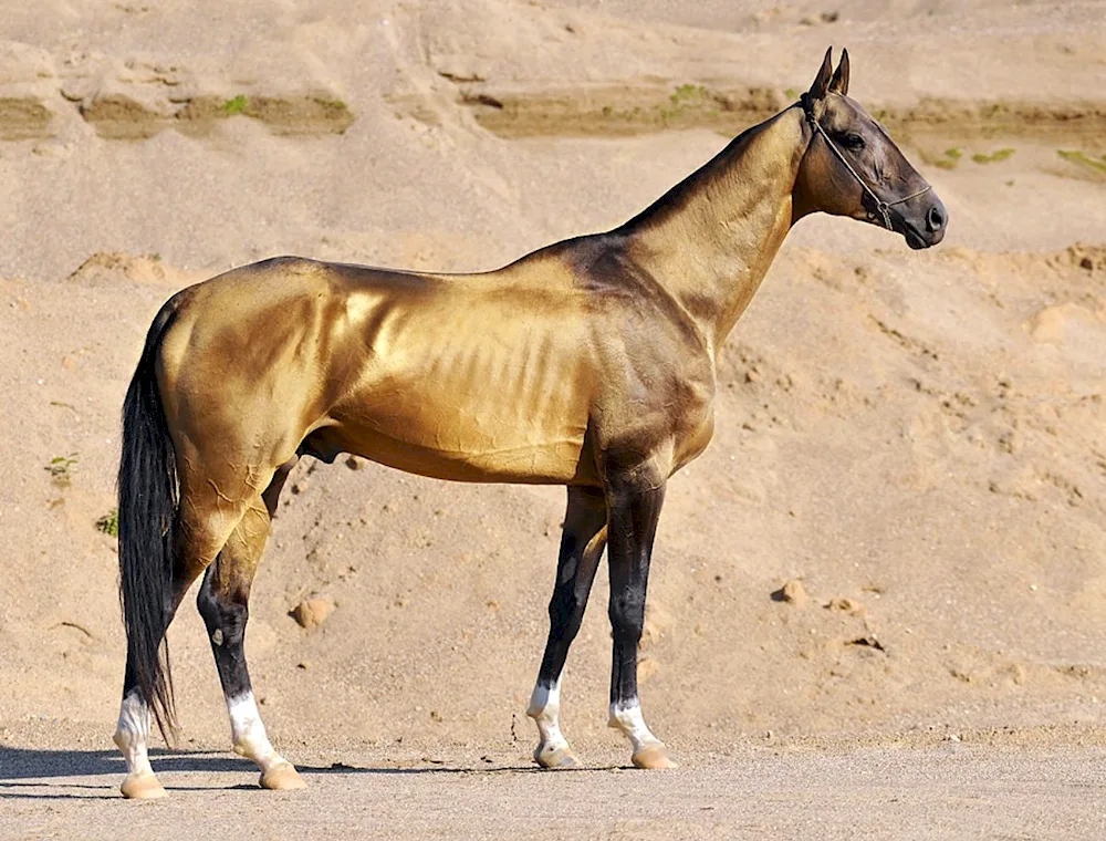 Akhaltekin horse breed horse breed