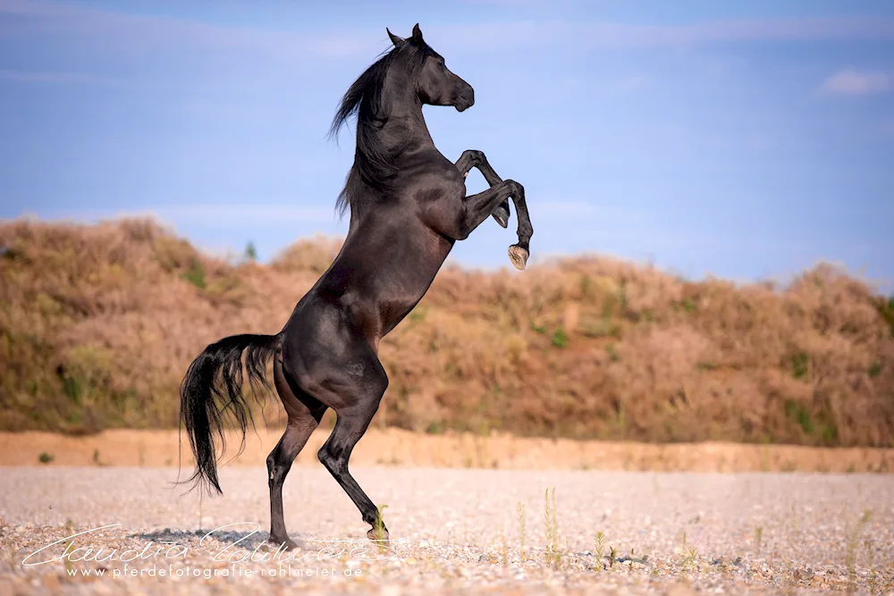 Arabian Mustang horse breed