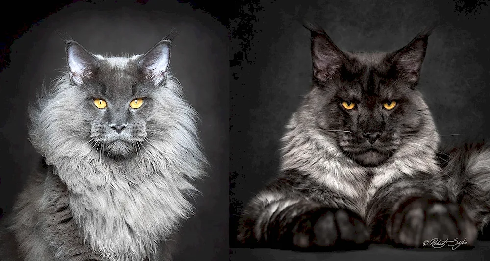 Maine Coon Valkyrie