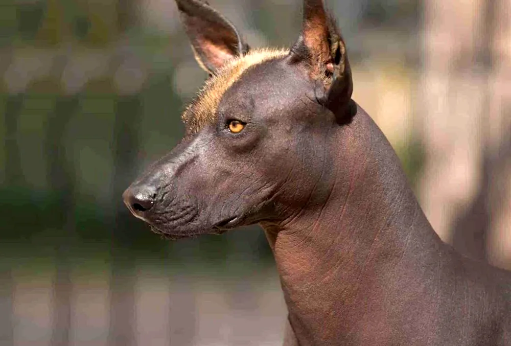 Mexican Xolo