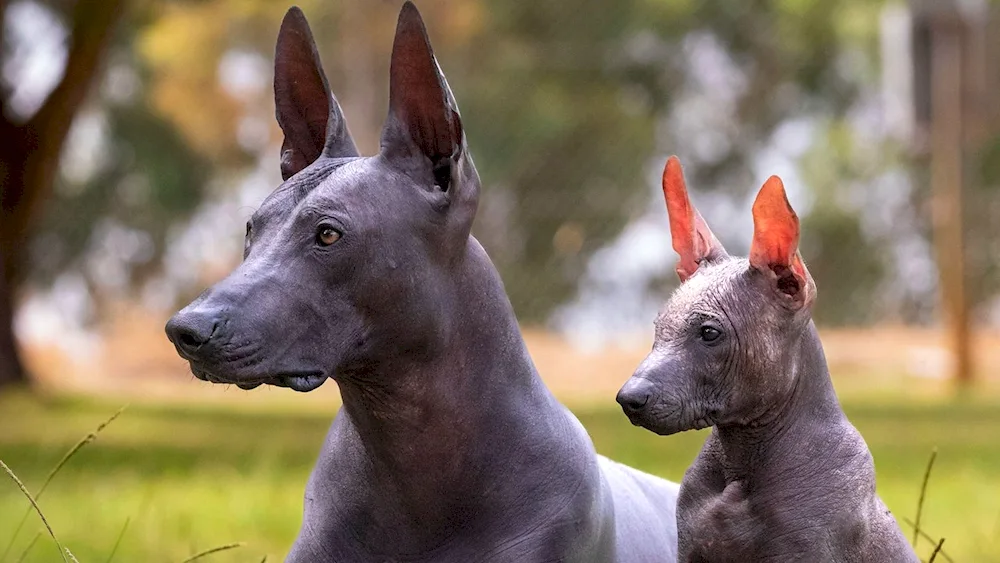 Mexican Xolo breed