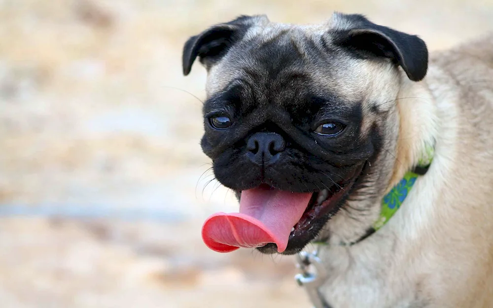 Pug dog breeds