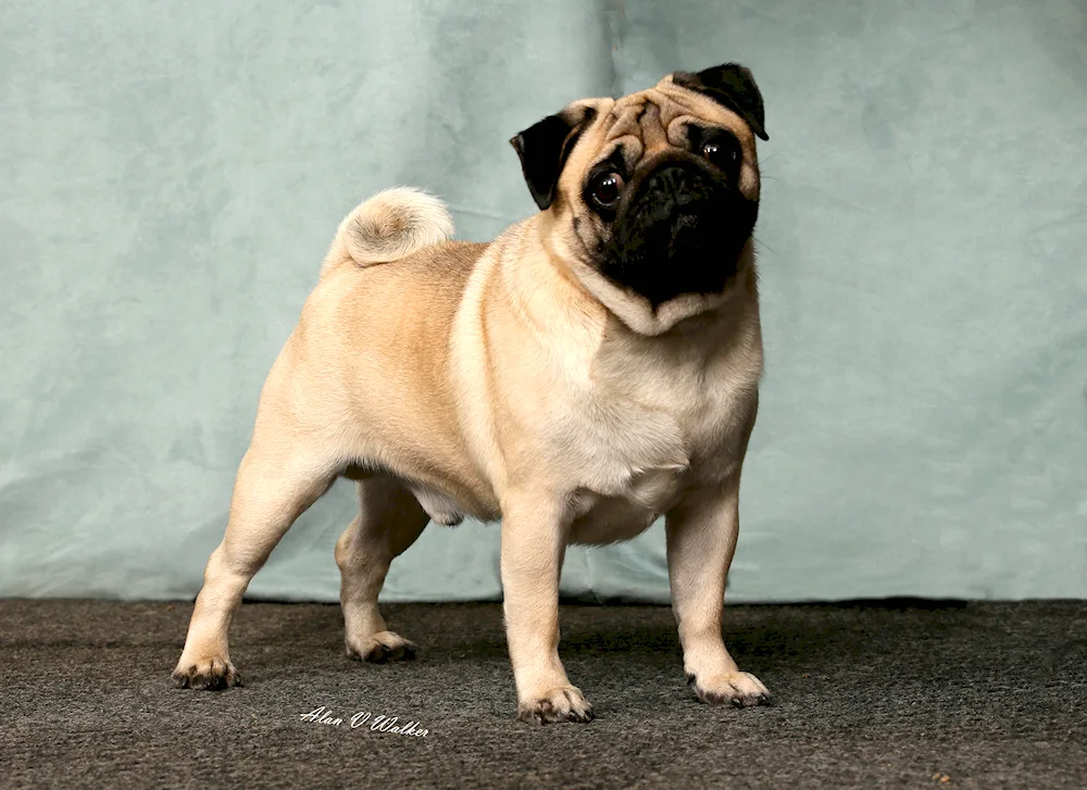 Breed Pug