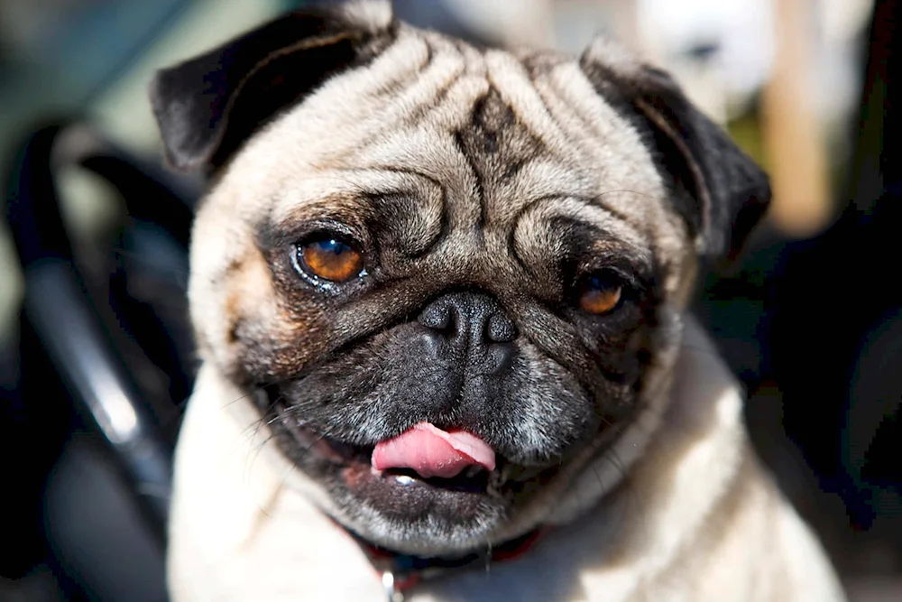 Pug dog breed