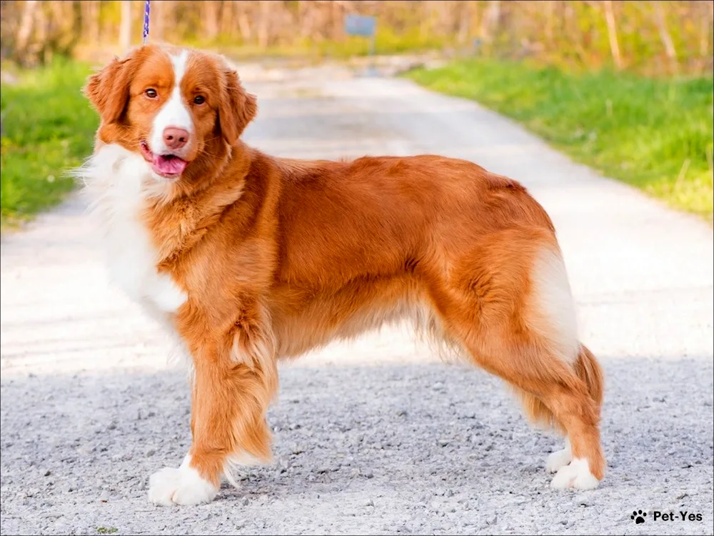 New Scotland retriever