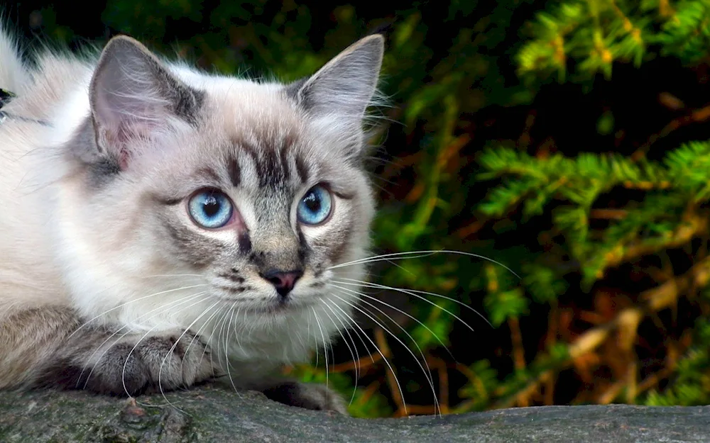 Bengal Toger cat