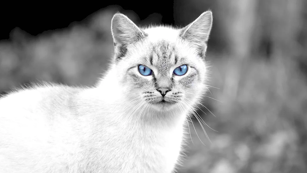 Grey cat with green eyes