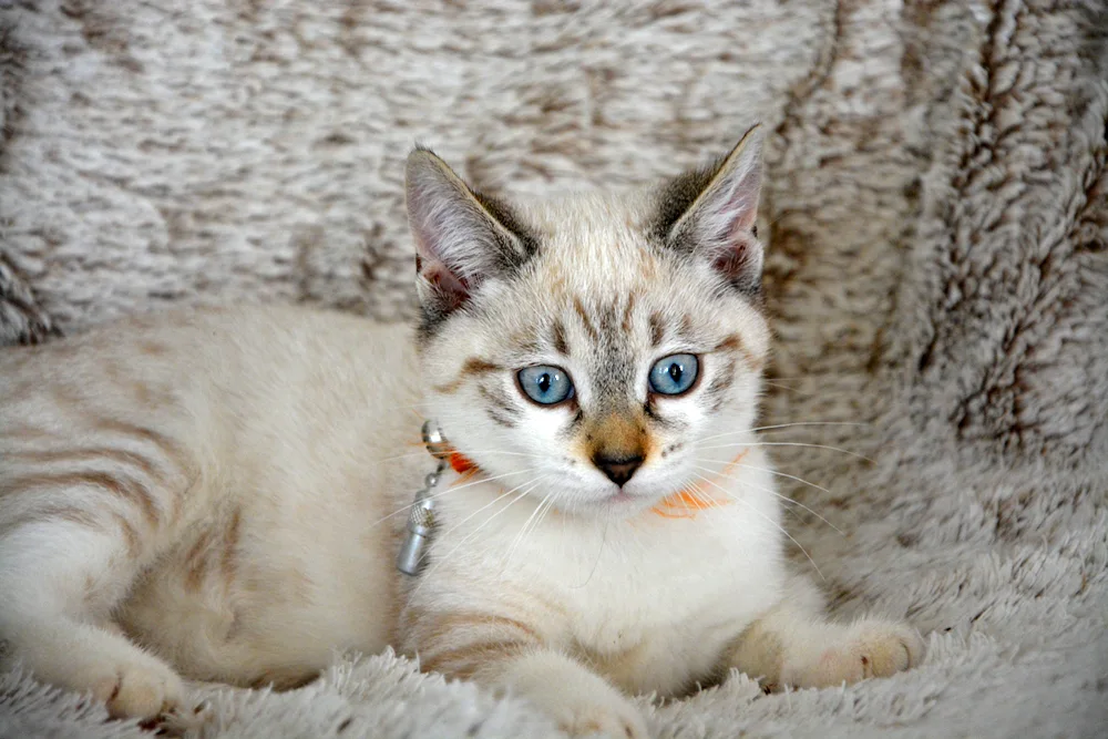 Ohis cat breed. Ochis azules