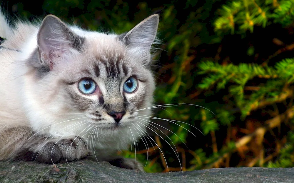 European shorthair cat