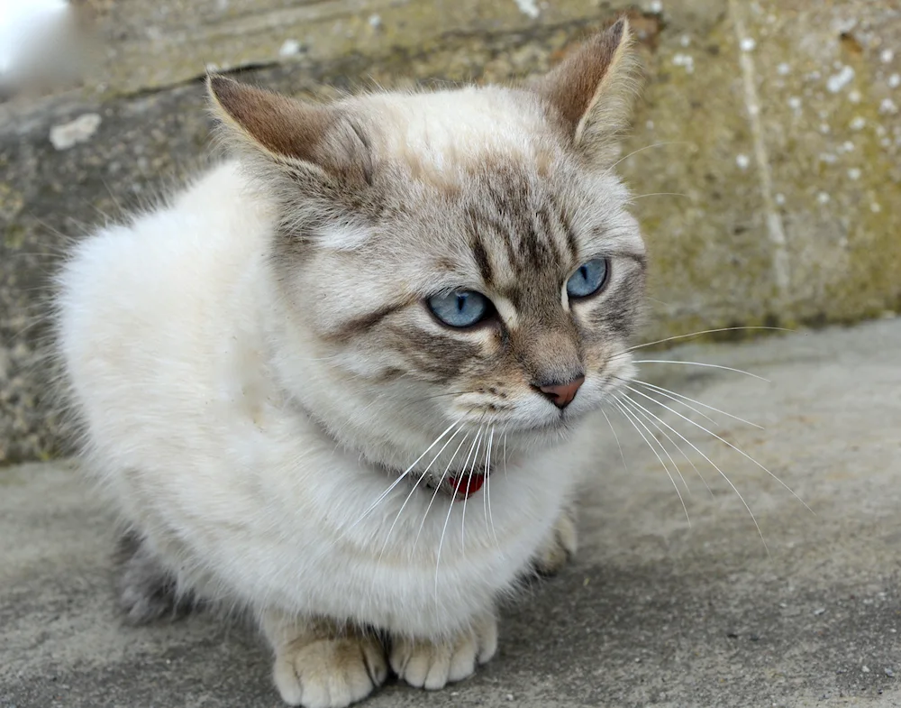 Kao Mani cat breed