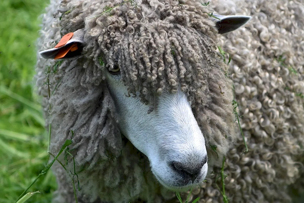 Curly Sheep