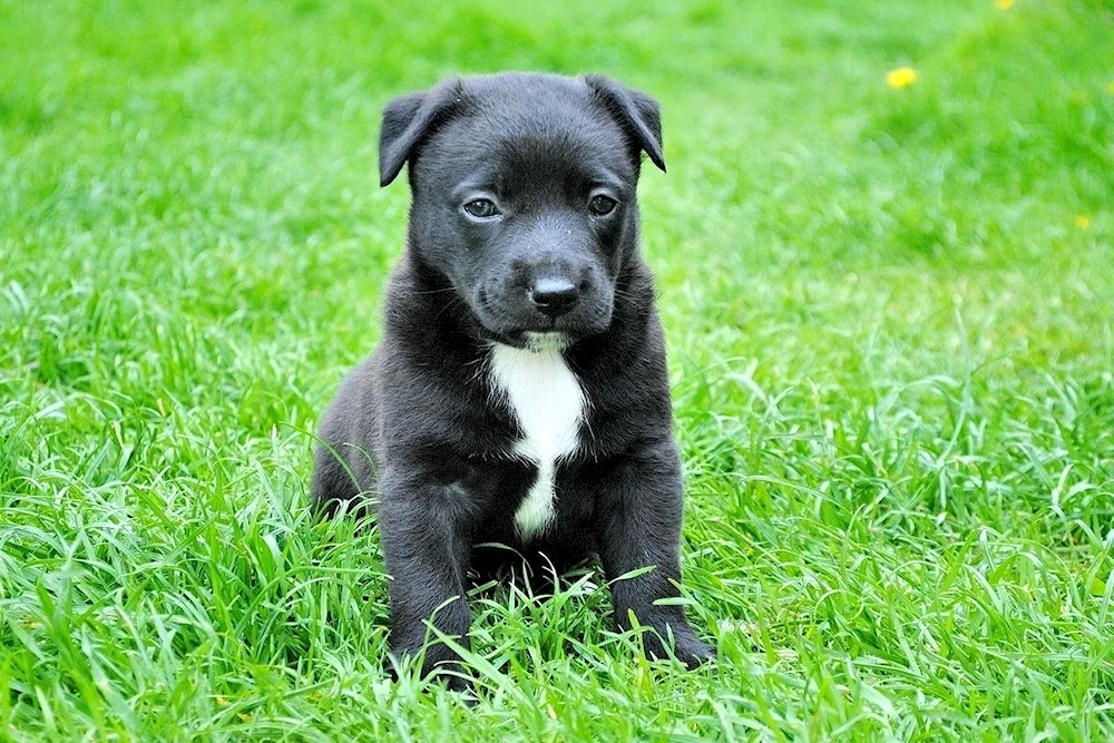 Black dog European shepherd dog with white markings