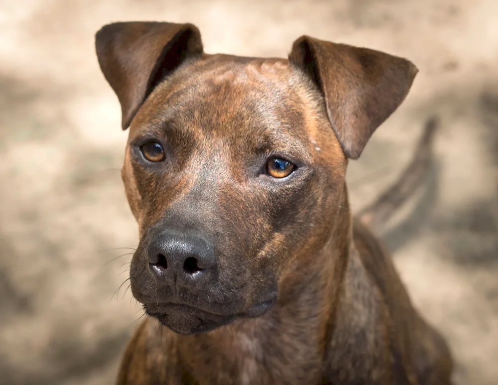 Patterdale terrier