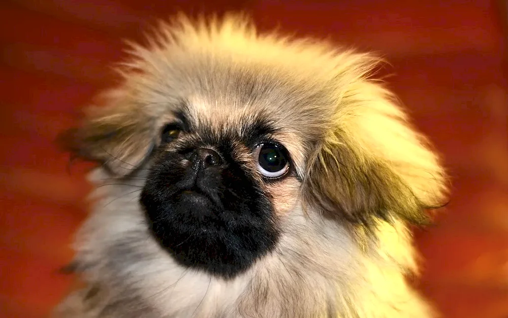 Pekingese dog