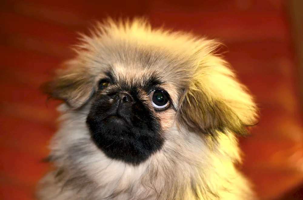 Pekingese breed