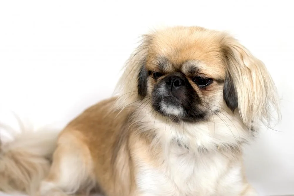 Breed Pekingese