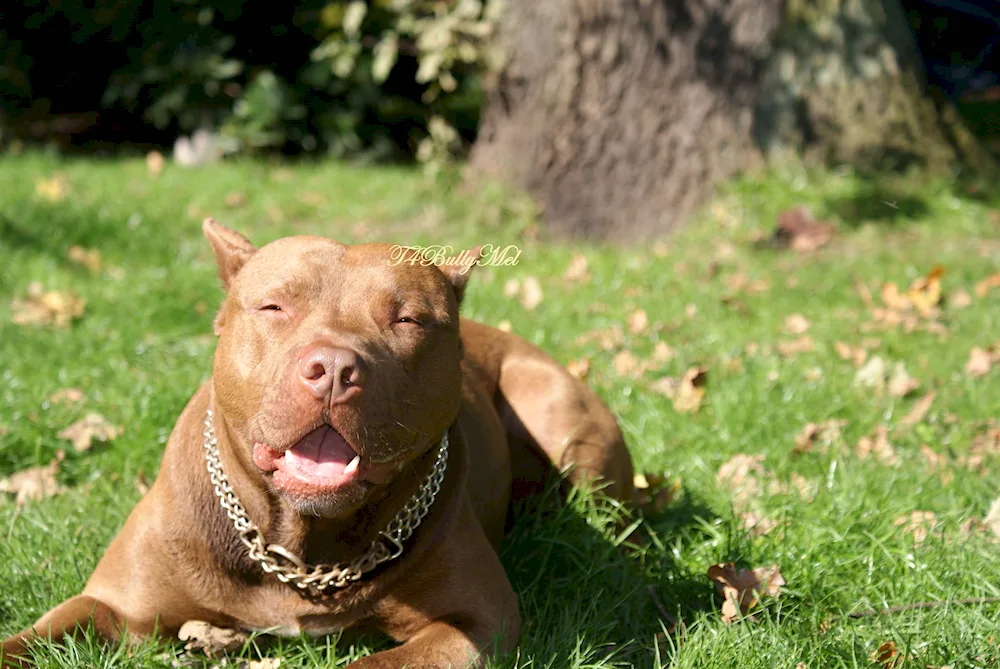 American Staffordshire Terrier white