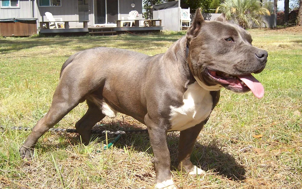 Staffordshire bull terrier