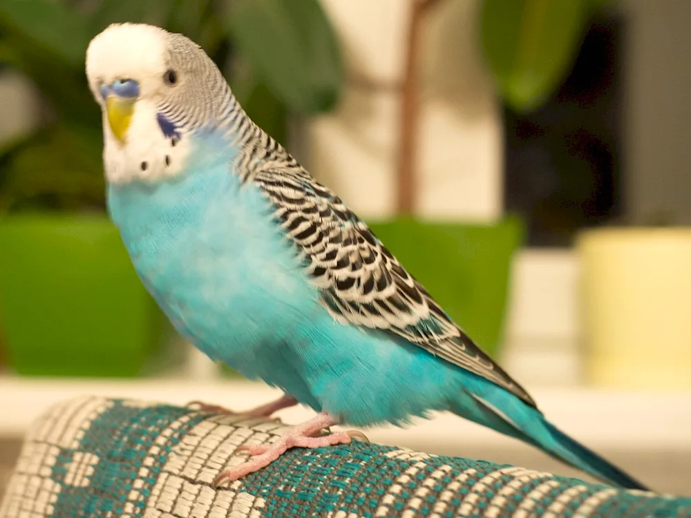 Ritchie parrot breed