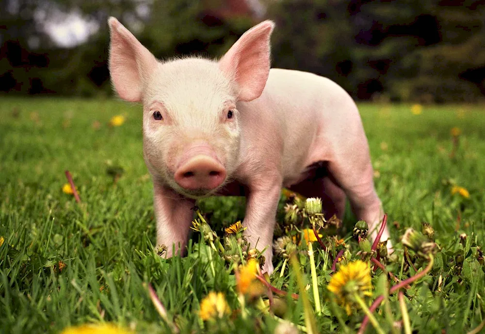 Weeper boar with wild boar cubs